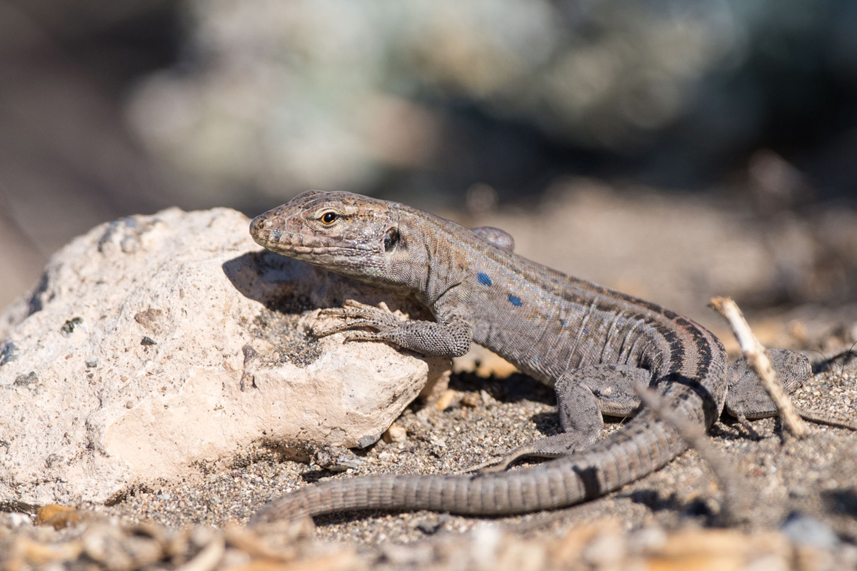 Gallot's Lizard