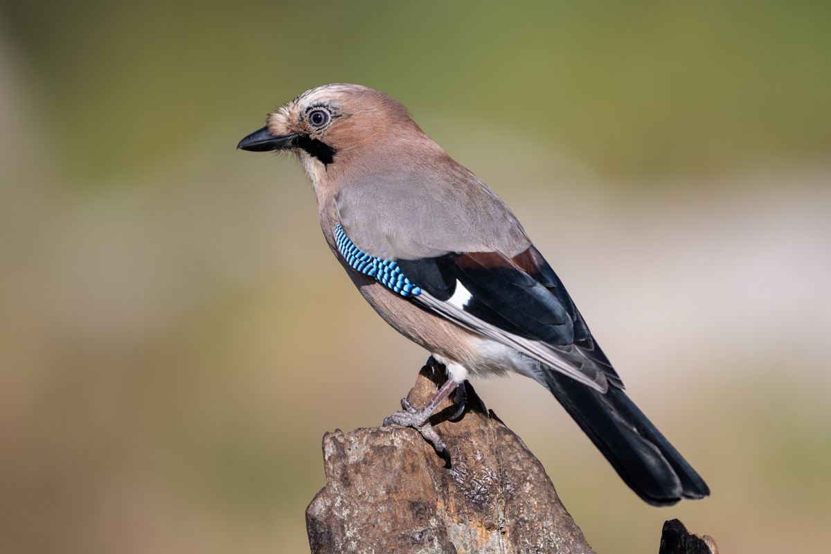 Eurasian Jay