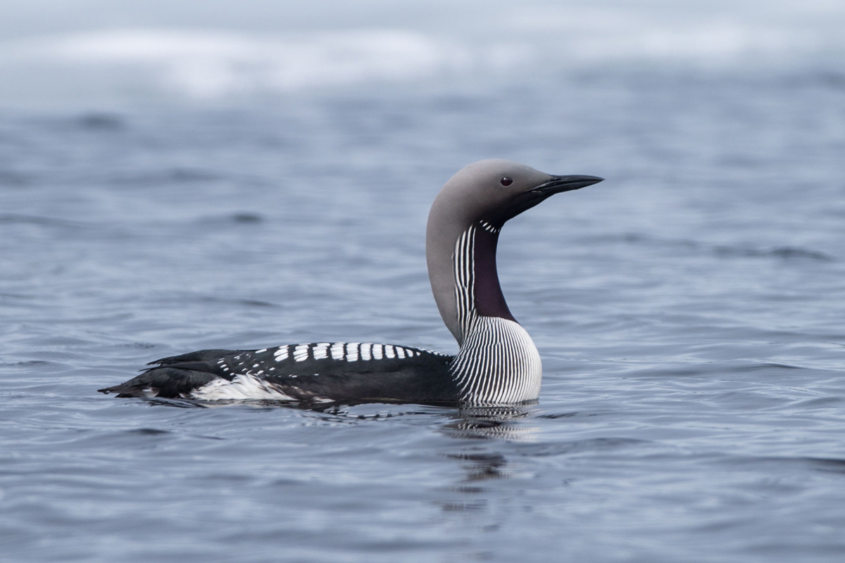 Black-throated Loon