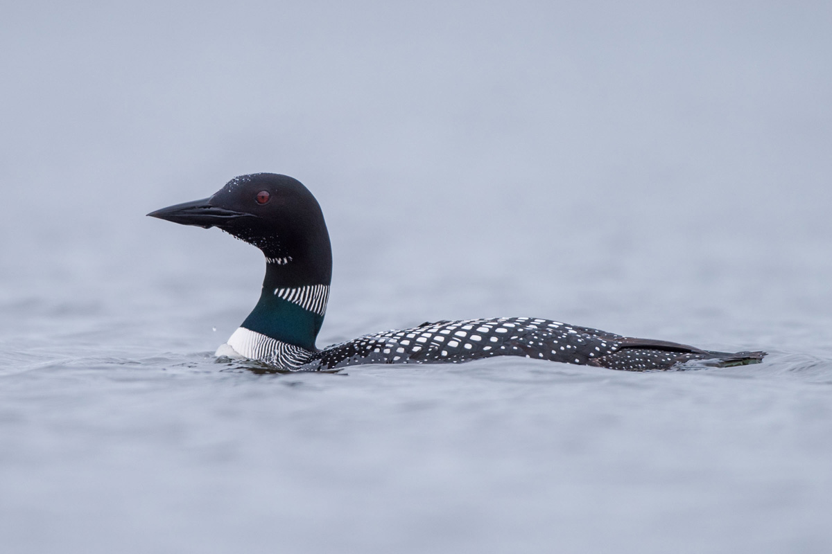 Great Northern Loon