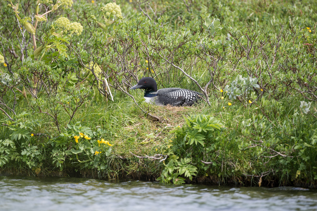 Great Northern Loon