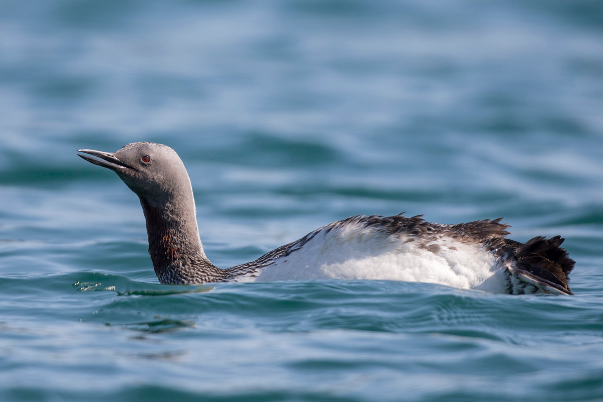 Red-throated Loon