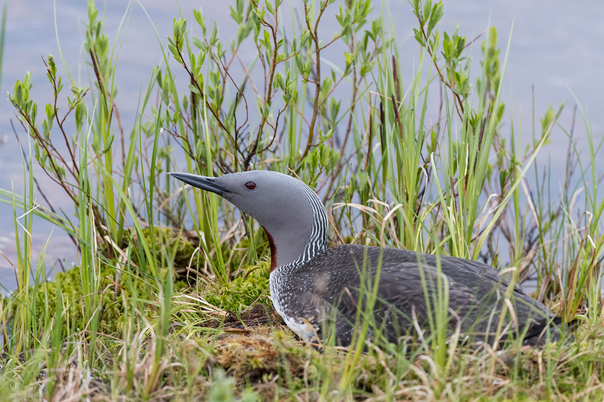 Red-throated Loon