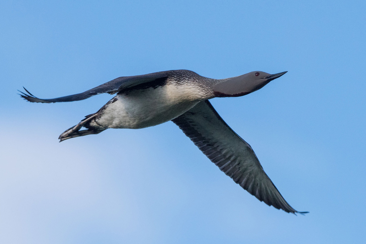 Red-throated Loon