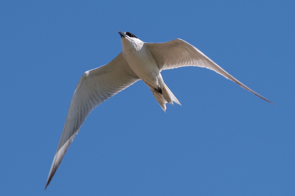 Gull-billed Tern