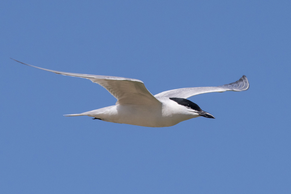 Gull-billed Tern