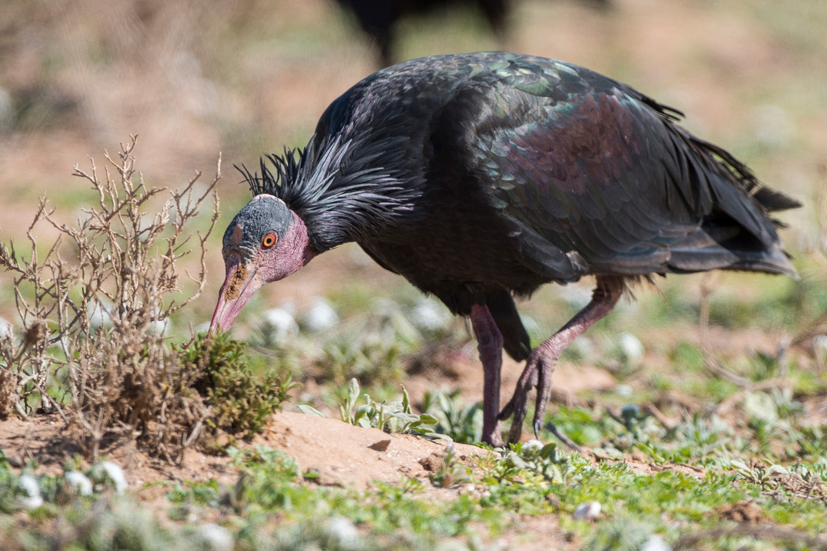 Northern Bald Ibis