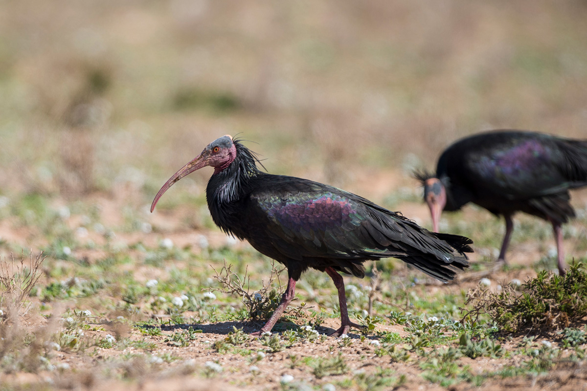 Northern Bald Ibis