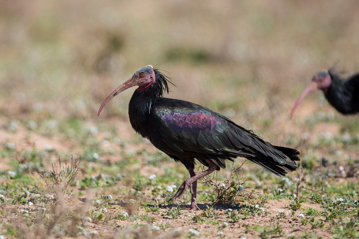 Northern Bald Ibis