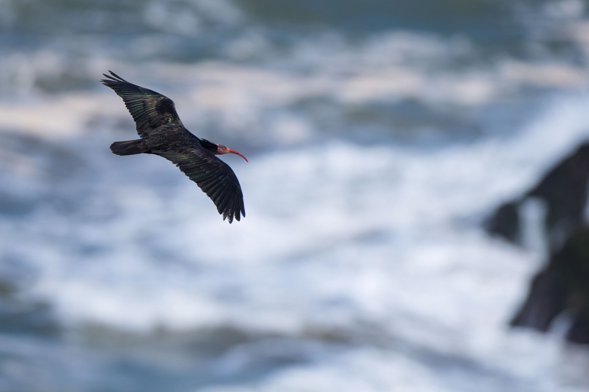 Northern Bald Ibis