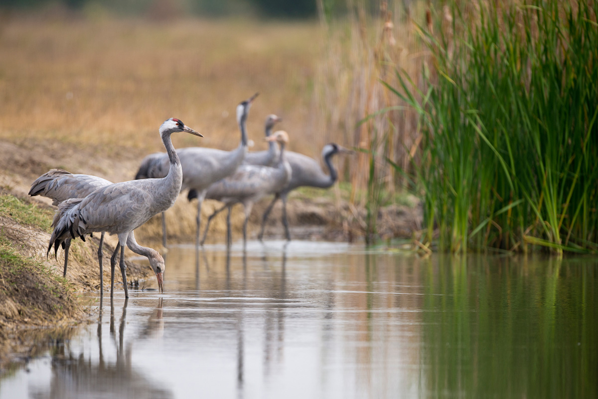 Common Crane