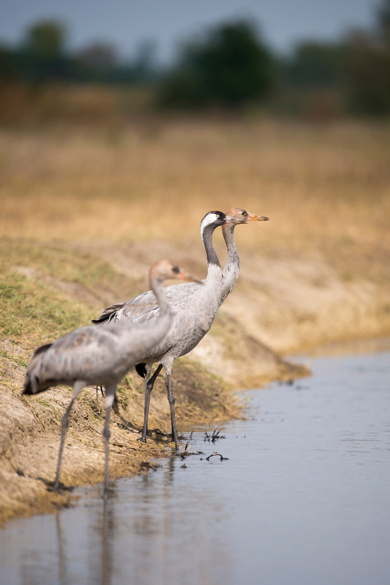 Common Crane