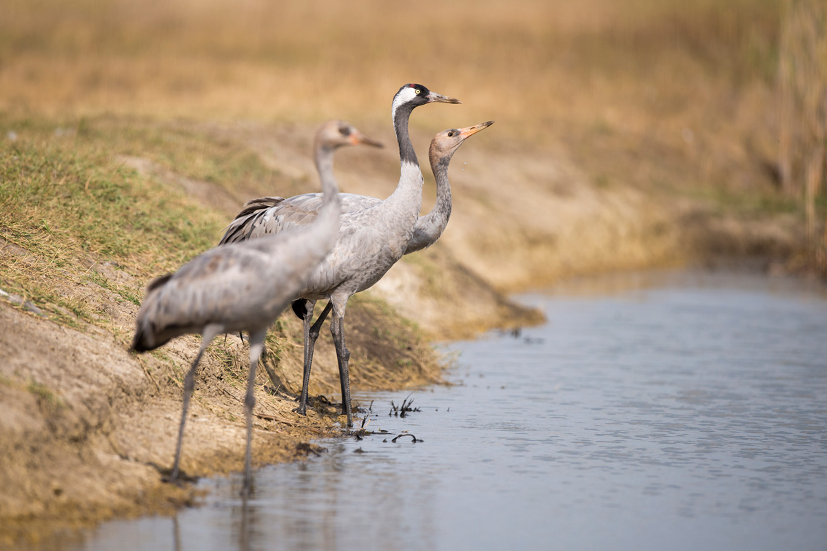 Common Crane