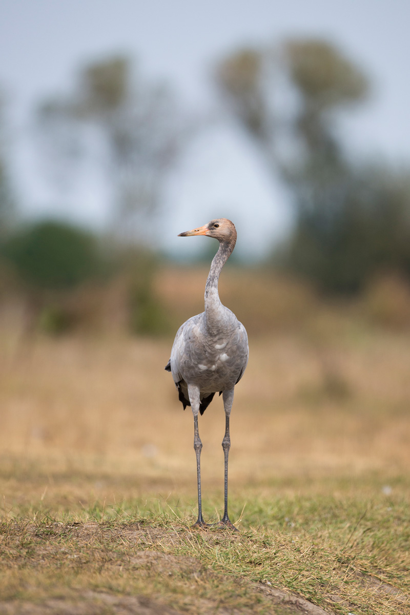 Common Crane