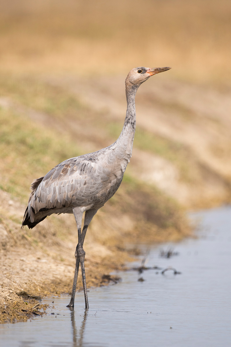 Common Crane