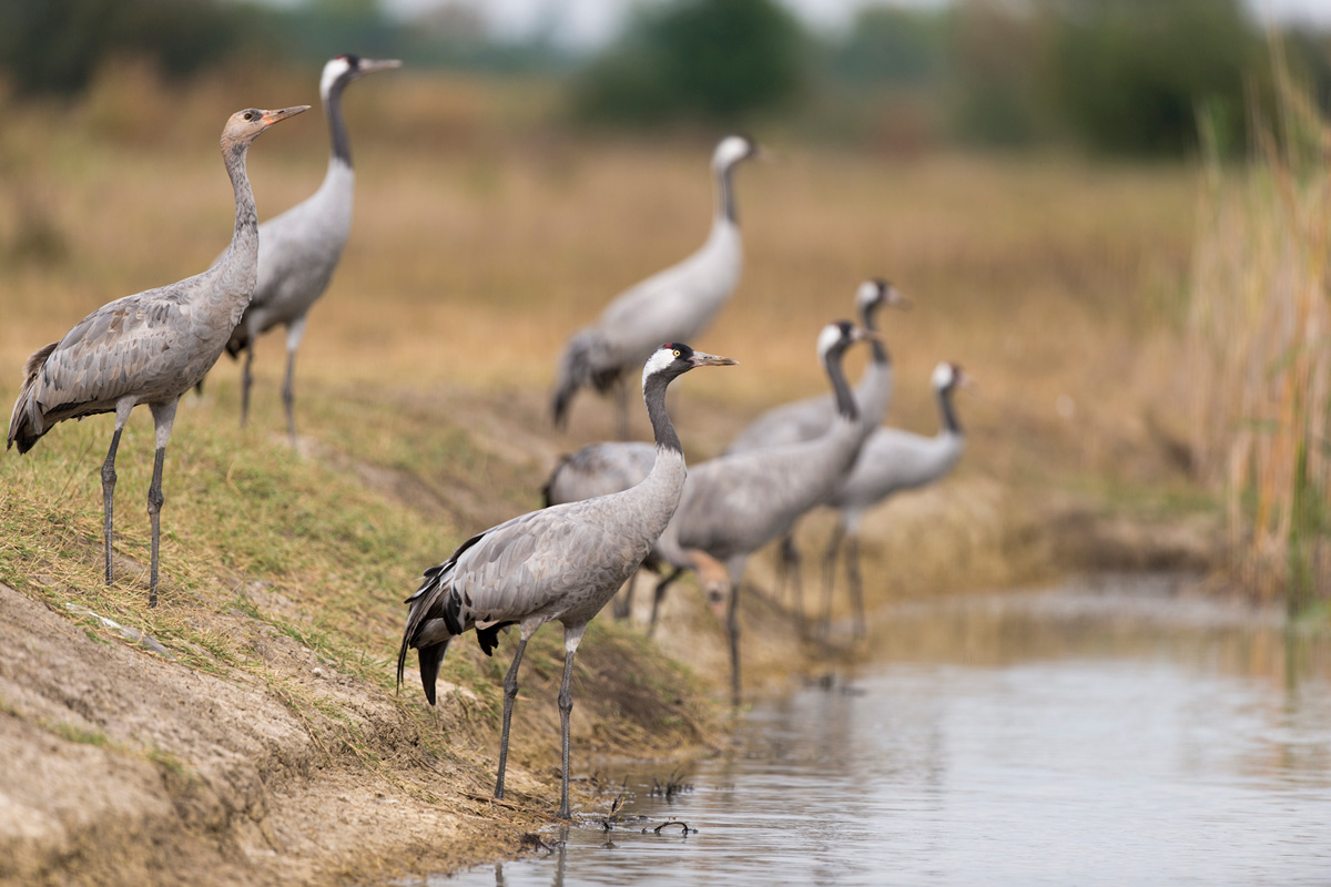 Common Crane