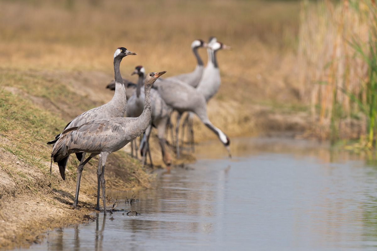 Common Crane