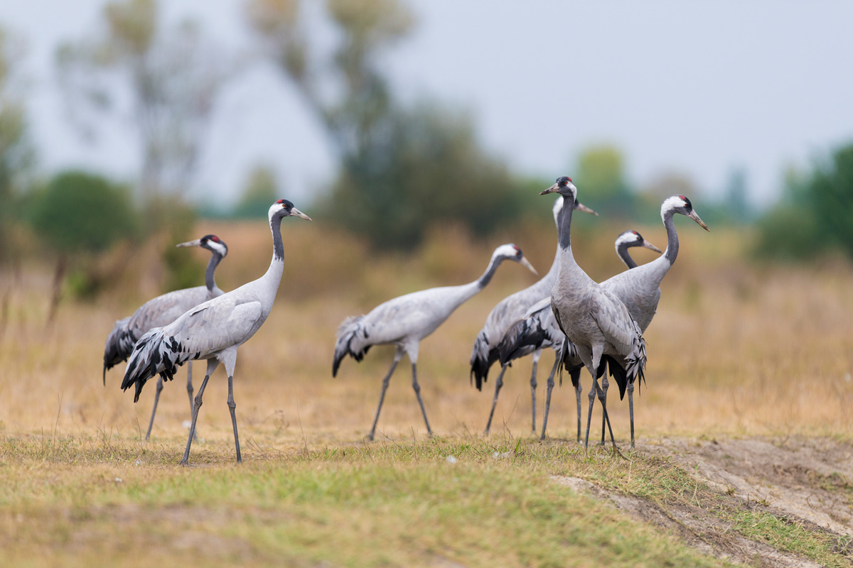 Common Crane