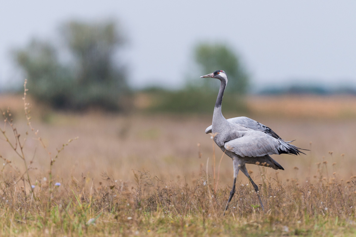 Common Crane