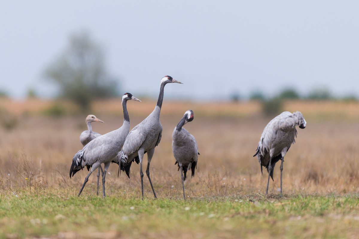 Common Crane