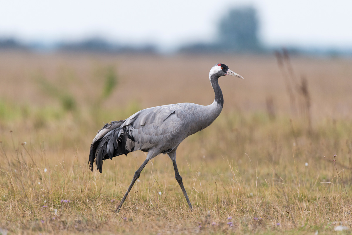 Common Crane