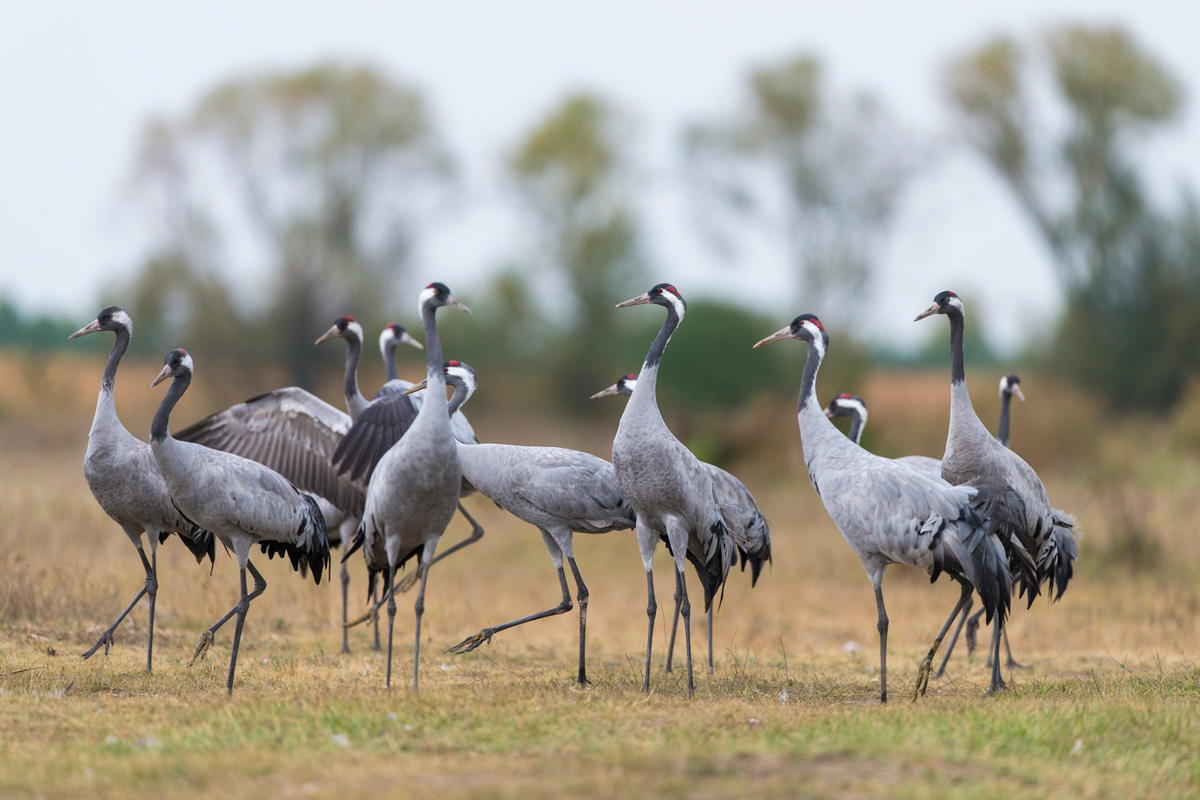 Common Crane