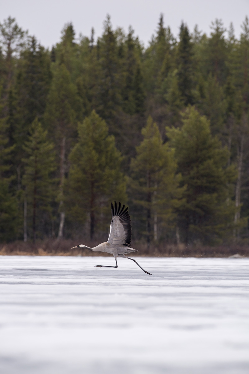 Common Crane