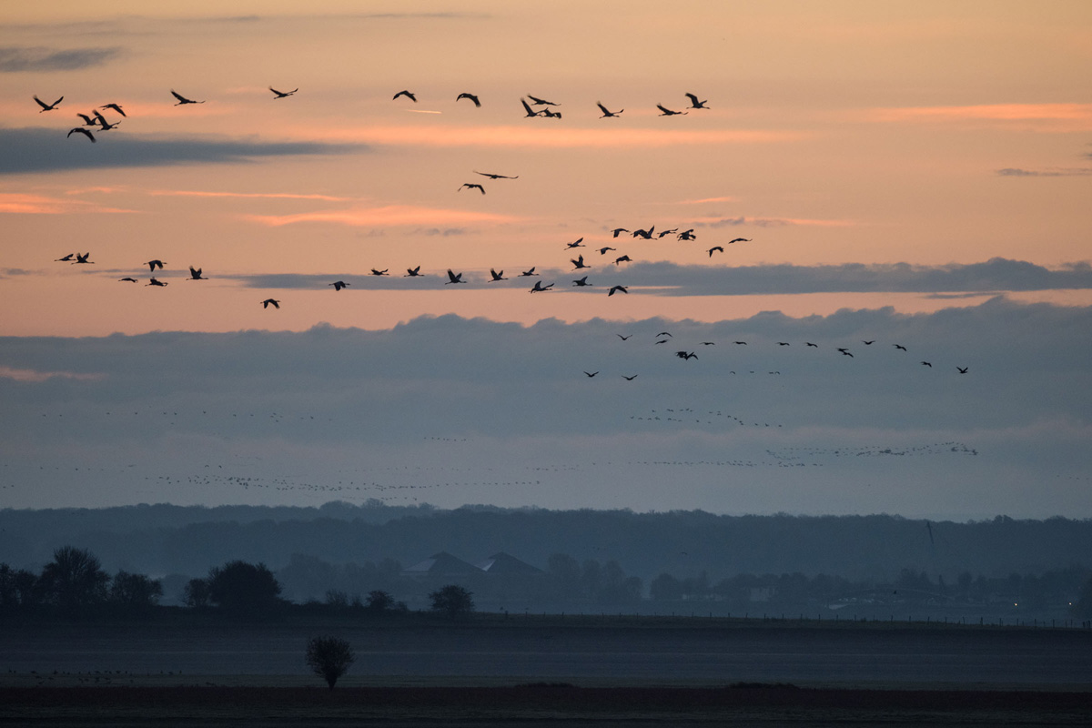 Common Crane