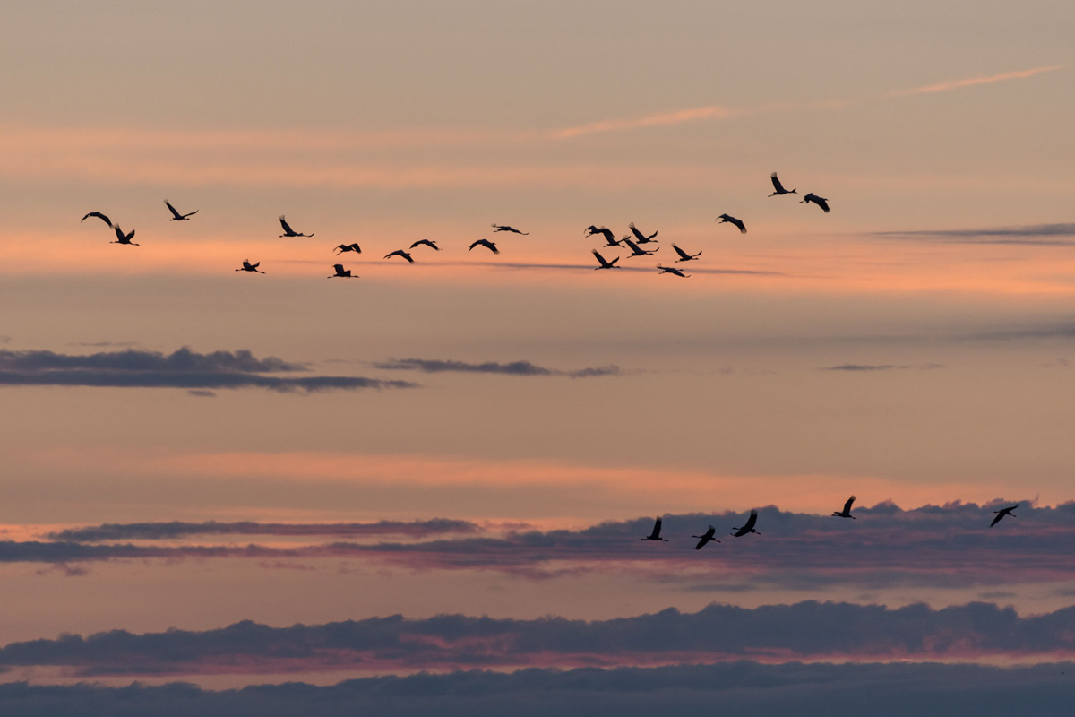 Common Crane