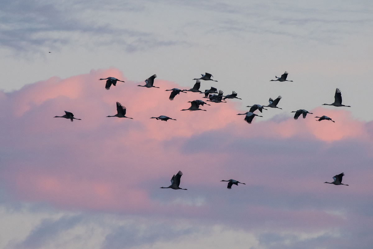 Common Crane