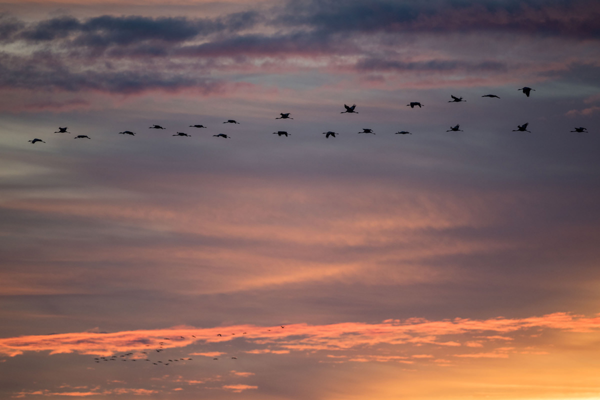 Common Crane