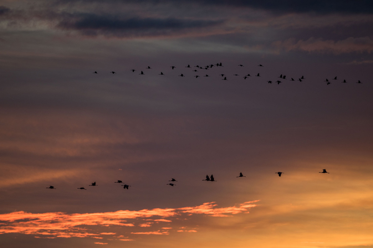 Common Crane