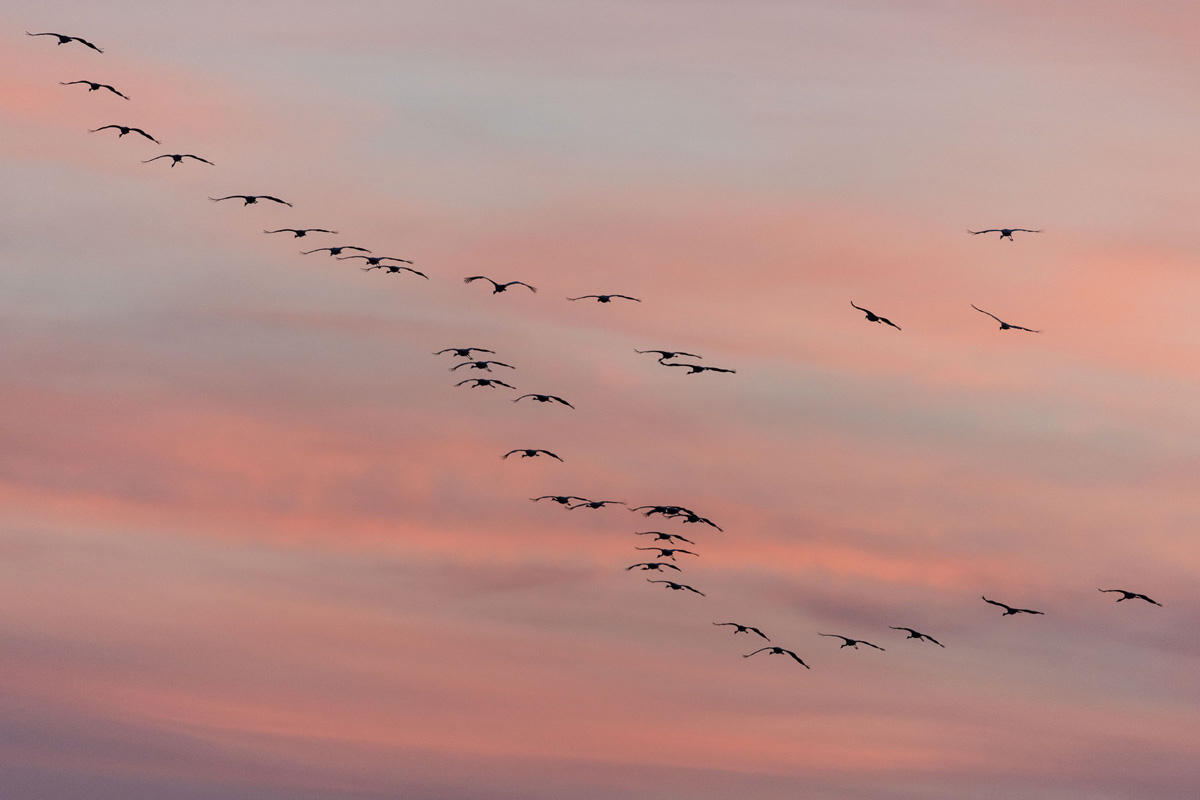 Common Crane