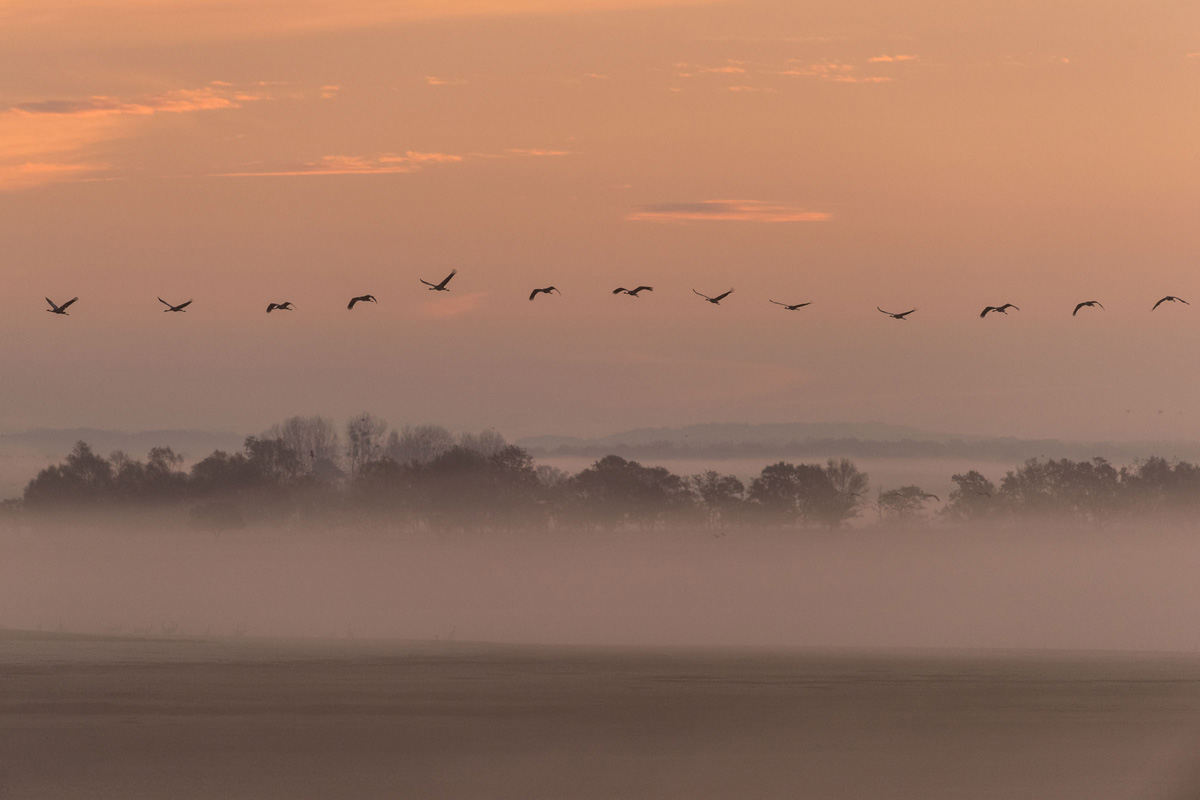 Common Crane