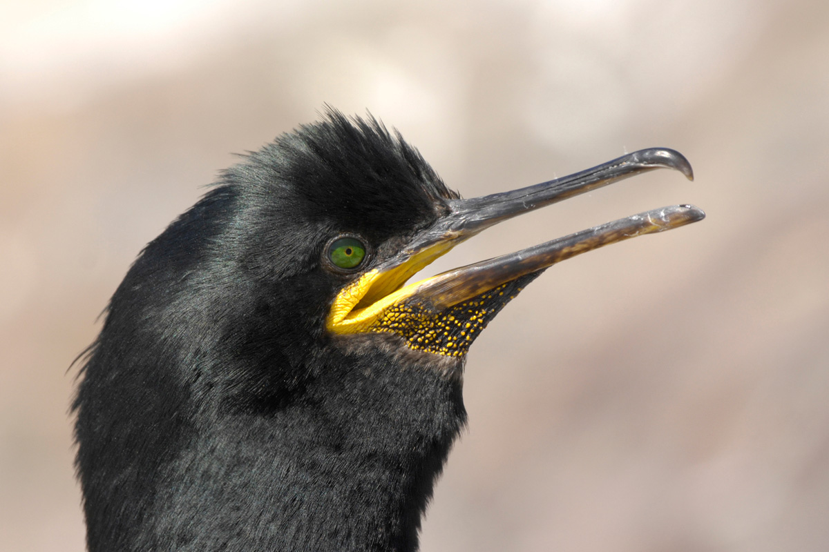 European Shag