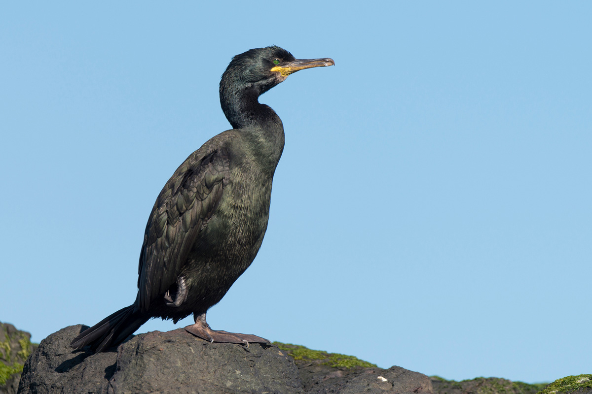 European Shag