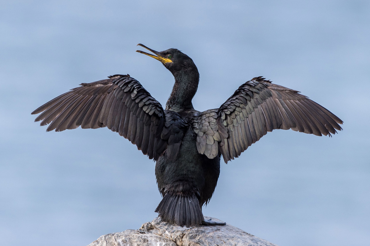 European Shag