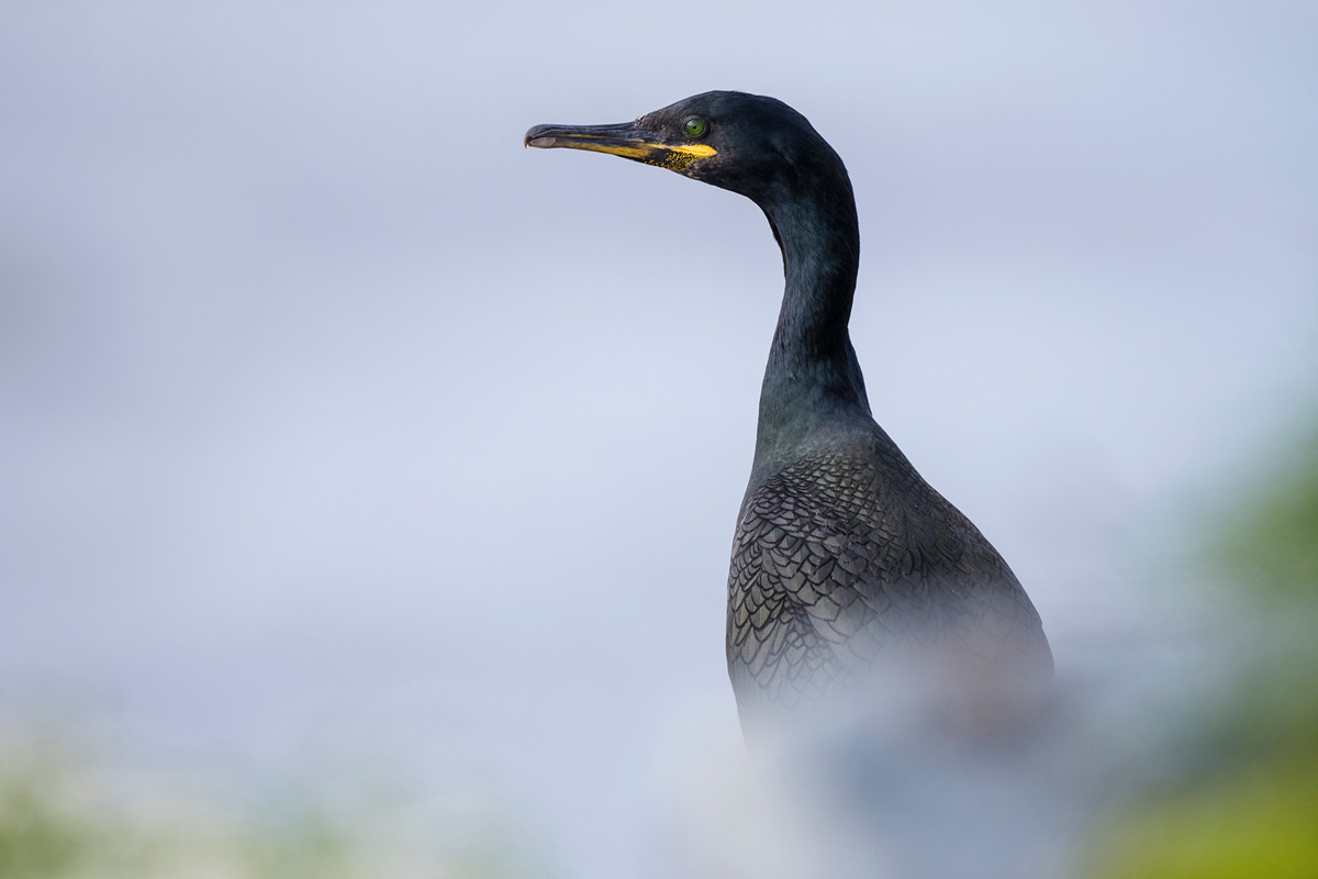 European Shag