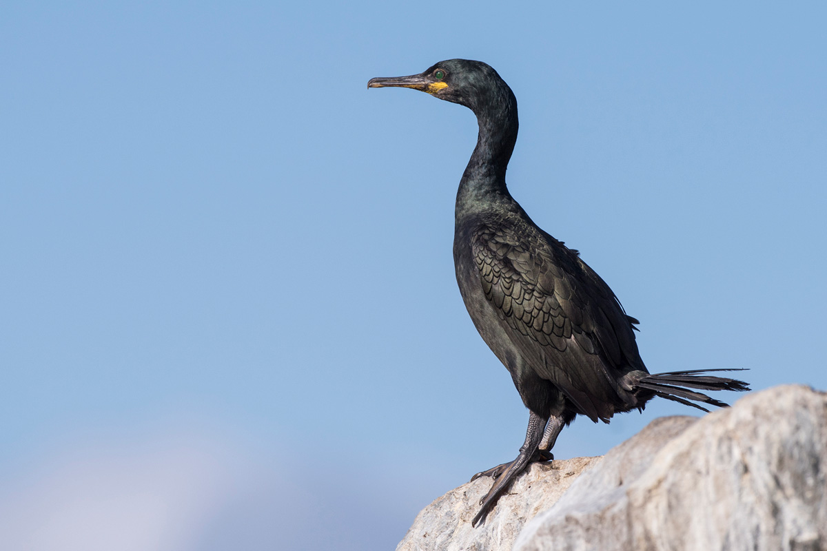 European Shag