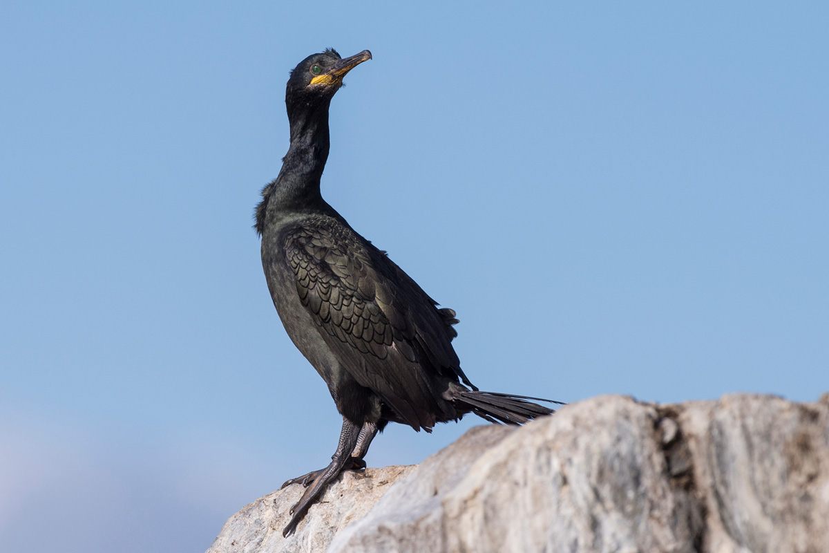 European Shag