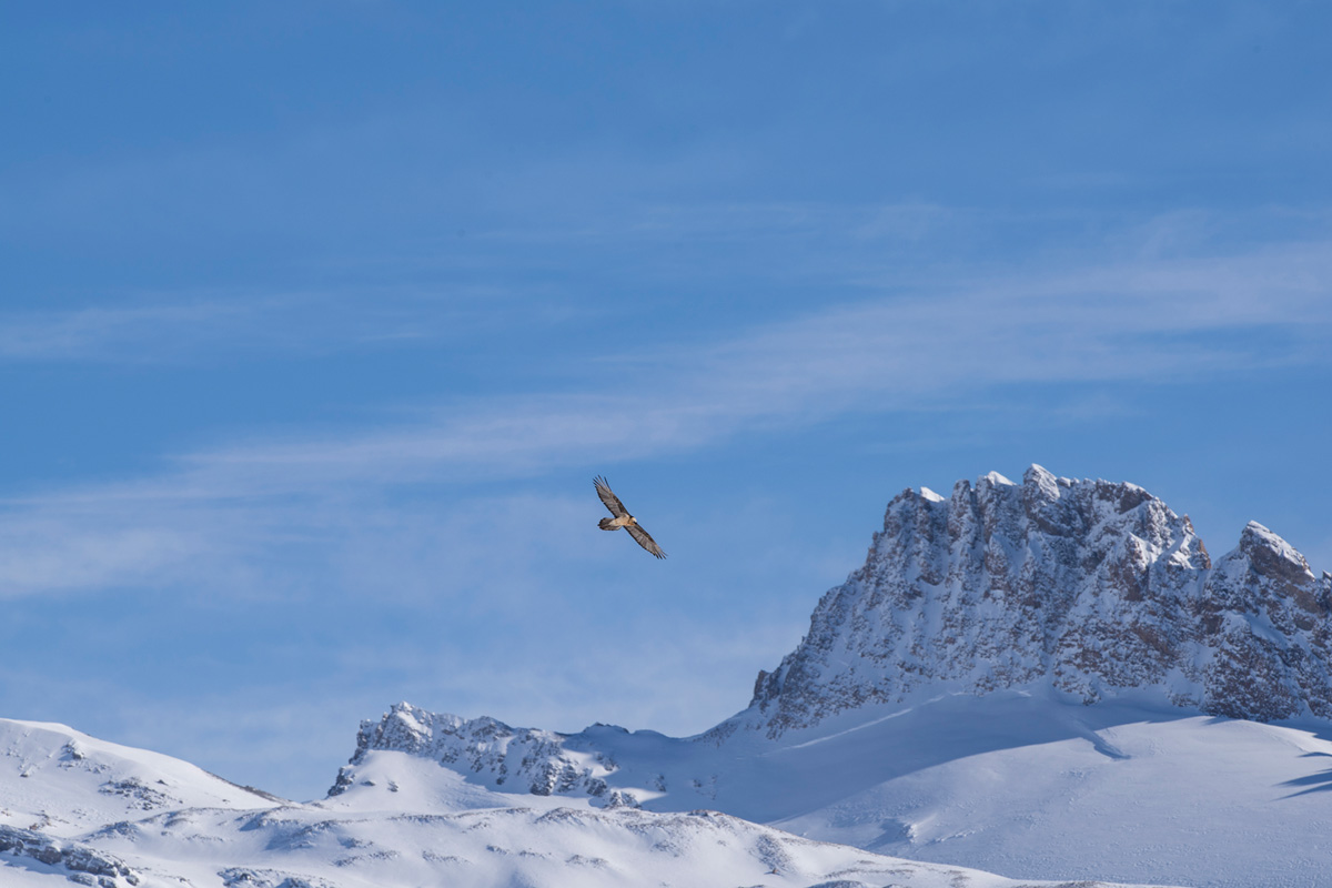 Bearded Vulture