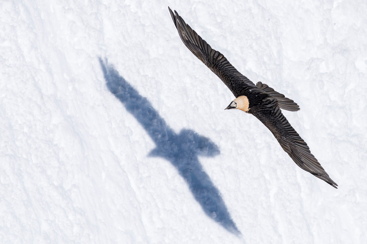 Bearded Vulture