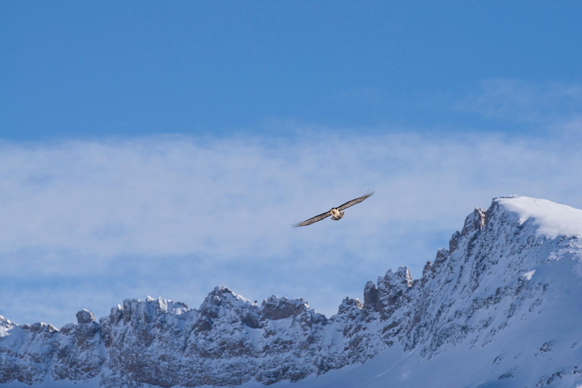 Bearded Vulture