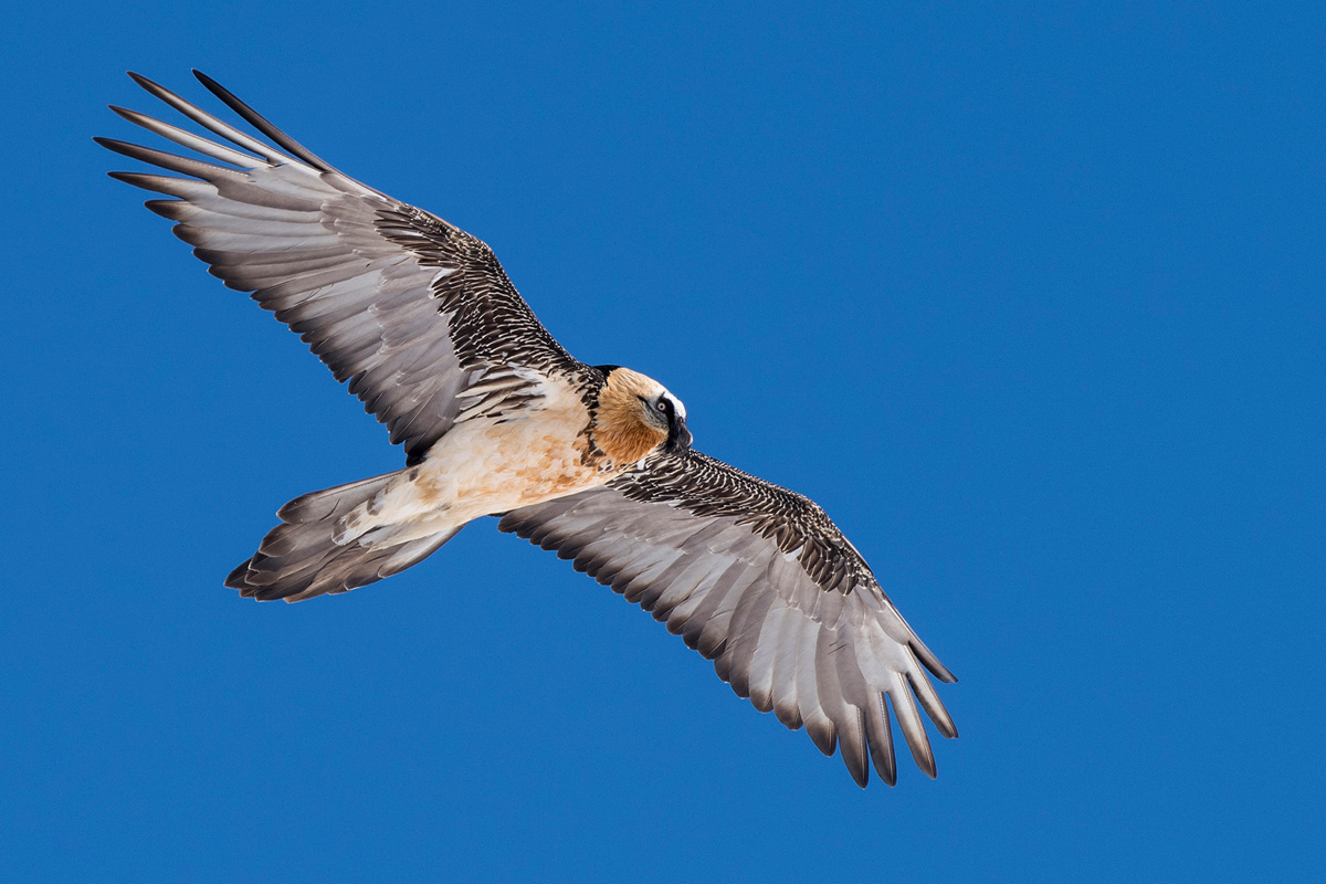 Bearded Vulture