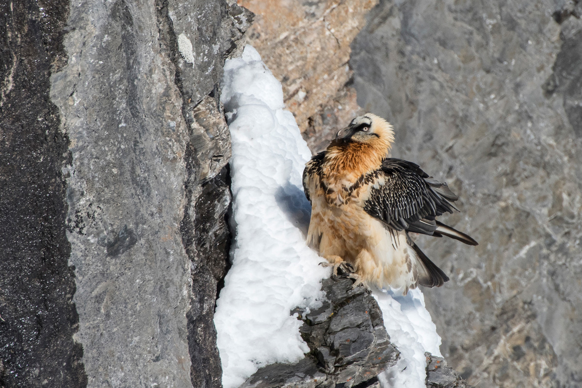 Bearded Vulture