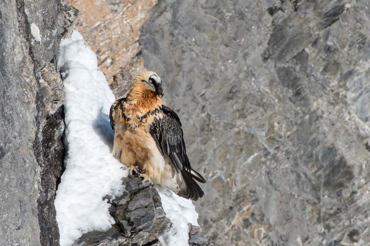 Bearded Vulture