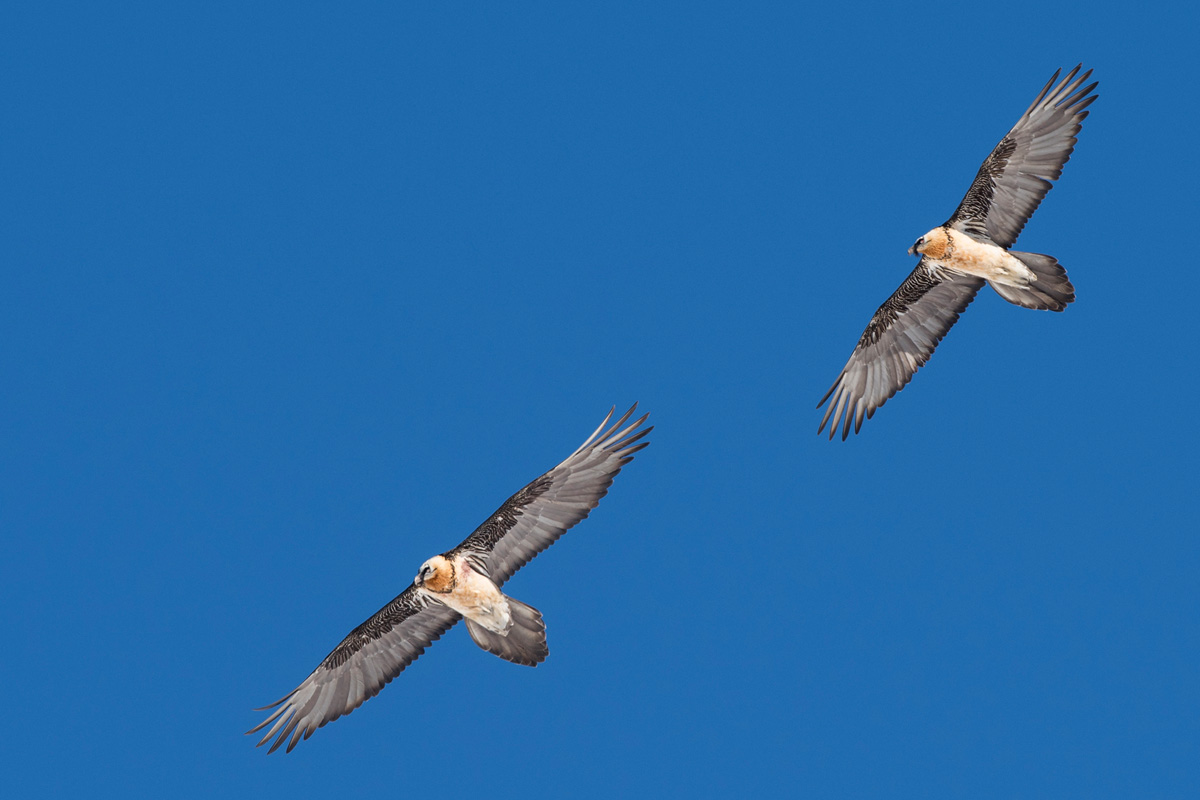 Bearded Vulture