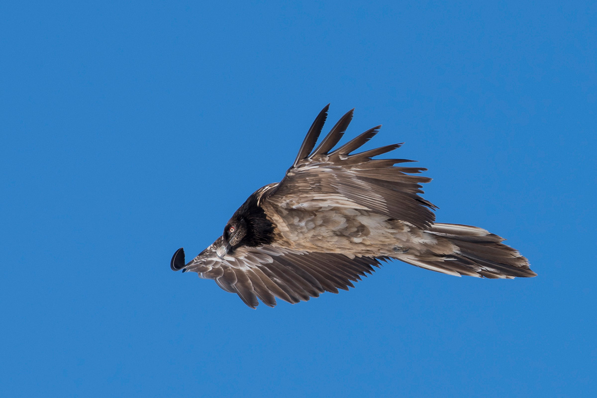 Bearded Vulture