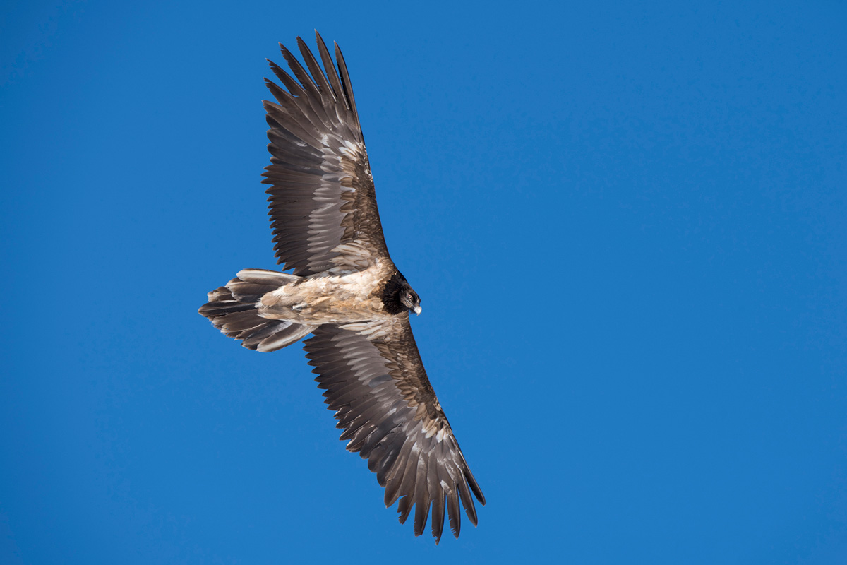 Bearded Vulture