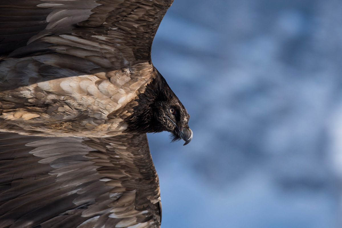 Bearded Vulture